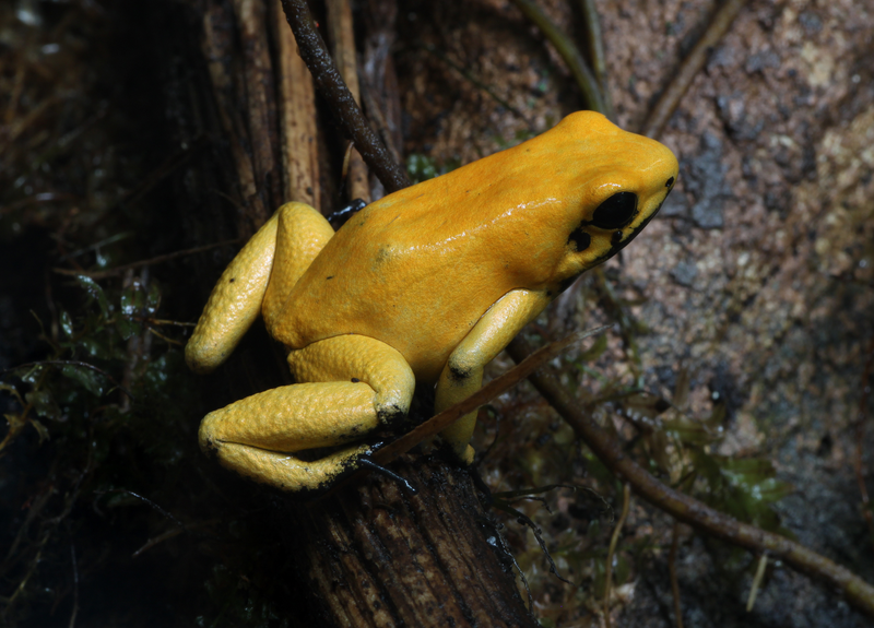 Phyllobates terribilis. Image: H. Krisp